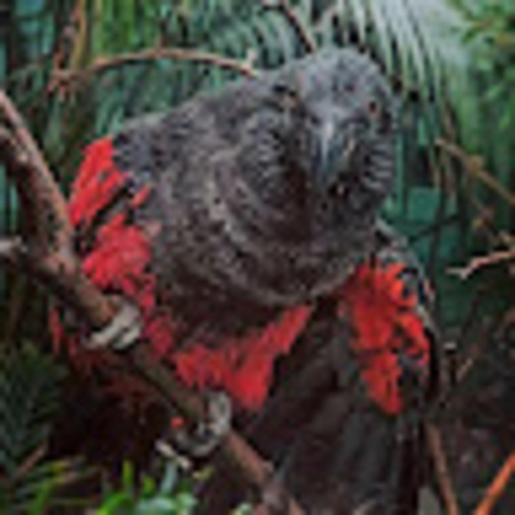 Meet your Posher, Strangeportents - Picture 1 of 1